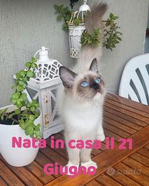 Cucciola Ragdoll Disponibile Subito Pedigree