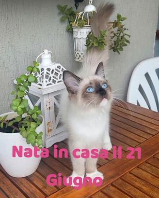 Cucciola Ragdoll Disponibile Subito Pedigree
