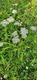 30 bulbilli di Allium Napoletano