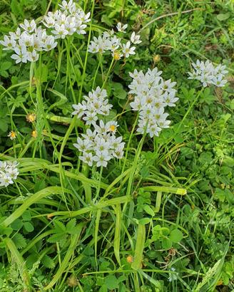 30 bulbilli di Allium Napoletano