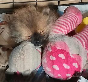 Mini pomeriana