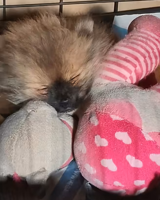 Mini pomeriana
