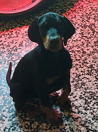 Cuccioli Dobermann