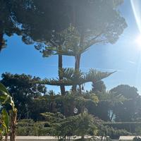 Splendida Araucaria h 2.60