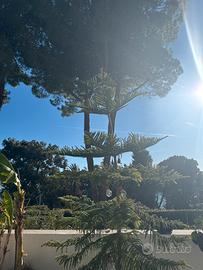Splendida Araucaria h 2.60