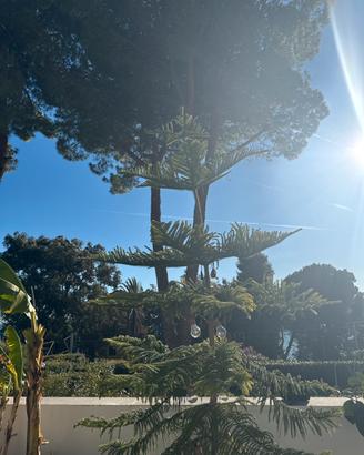 Splendida Araucaria h 2.60