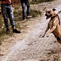 Cagna Pitbull ADBA in purezza