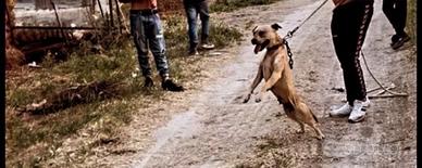 Cagna Pitbull ADBA in purezza