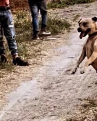 Cagna Pitbull ADBA in purezza