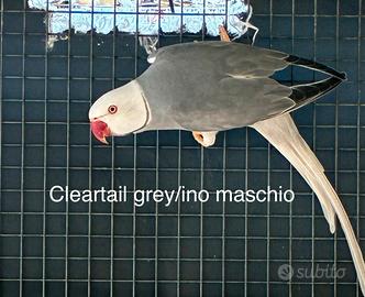 Maschi parrocchetti dal collare