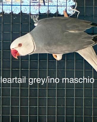 Maschi parrocchetti dal collare