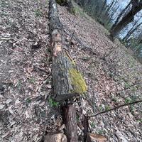 Travi legno castagno