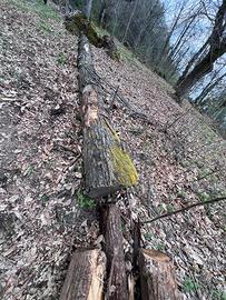 Travi legno castagno