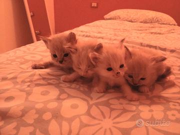 Gattini Sacro di Birmania /Ragdoll