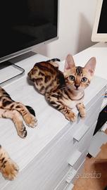 cuccioli di gatto del Bengala 