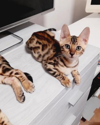 cuccioli di gatto del Bengala 