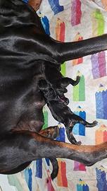 Dobermann