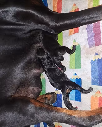 Dobermann