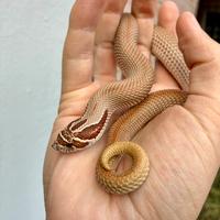 Serpente Muso di porco (Heterodon Nasicus)