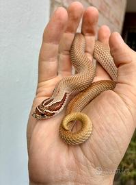 Serpente Muso di porco (Heterodon Nasicus)
