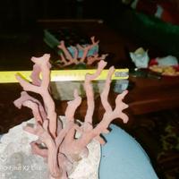 RAMI DI CORALLO ROSSO SARDO