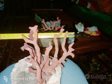 RAMI DI CORALLO ROSSO SARDO