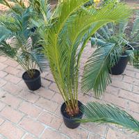 Cycas Revoluta
