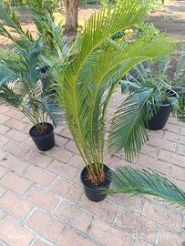 Cycas Revoluta