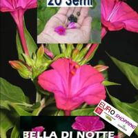 20 SEMI Bella Notte color MAGENTA Mirabilis Jalapa