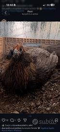 Galline e galli araucana