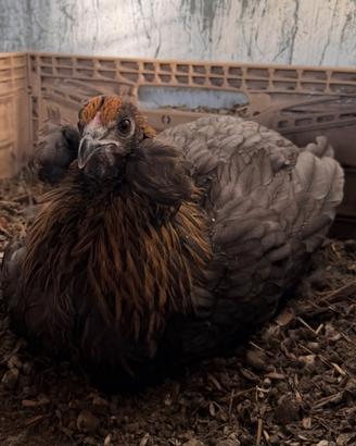 Galline e galli araucana