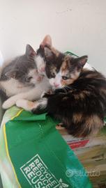 Gattini di due