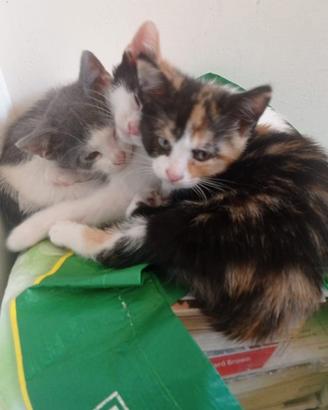 Gattini di due