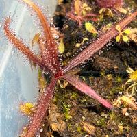 Drosera adelae