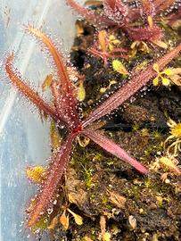 Drosera adelae