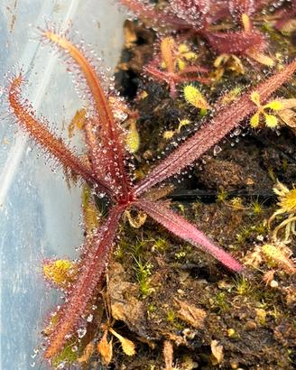 Drosera adelae