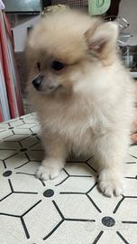 Cuccioli volpino Spitz