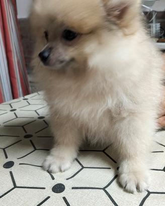 Cuccioli volpino Spitz