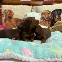 Cuccioli bassotti tedeschi nani kaninchen pedigree