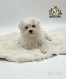 Dolcissimi cuccioli Maltese