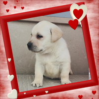 Labrador pedigree ENCI