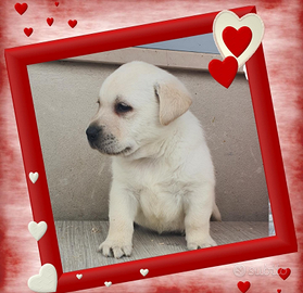 Labrador pedigree ENCI