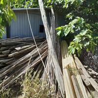 Trave in ginepro, UNICO esemplare