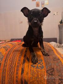 Cucciolo di Pinscher