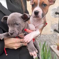 Cuccioli Amstaff