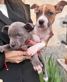 Cuccioli Amstaff