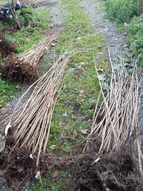 piante di nocciole e castagne 