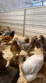 Galline ornamentali