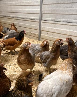 Galline ornamentali