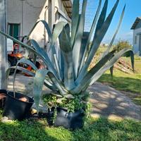 AGAVE alta 2 metri